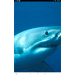 Grey shark studios