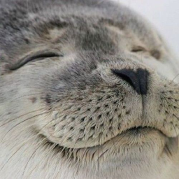 Seal homelands Ocean Discovery Application