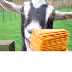 Screaming Goat Club! (Also Cheese Club)
