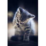 Cat flat
