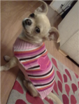 D.L.A.P (dog lovers and protectors)