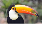 Toucan Army!!