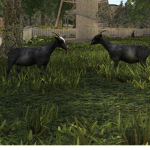 #GoatTeam