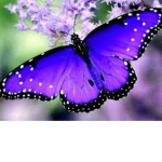 Trinity Tunin Fan Group