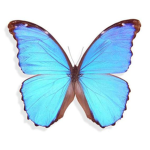 Blue Butterfly Clothing Group