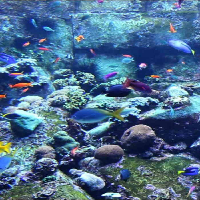 Fish Tank! Part 1! Roblox decal