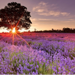 Lavender Night