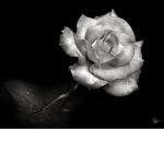 ...~Ola~...