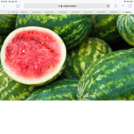 Watermelon shark group plz join