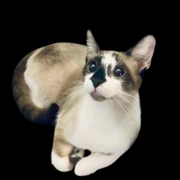 Fall off the Tallest Building (Update 2)