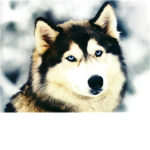.:Husky Pack:.