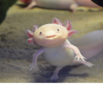 Axolotl Gang UVU