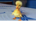 Littleducks
