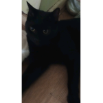 Lina's Kitten and cat