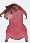 Ratata hehe
