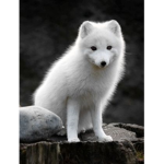 *Arctic Army*