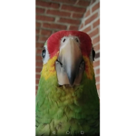 Alexander the Parrot