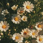 •daisies aesthetic•