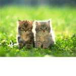 Kitty’s pop love