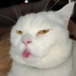 LazyCat Games Group Thumbnail