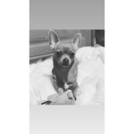 The chihuahua fan group