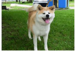 The Divine Dogs
