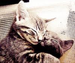catsarecutelol