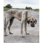 Abanded dogs