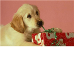 The Christmas Play