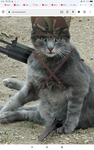 THE CAT ARMY!2