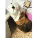 Guinea pig and bunny rabbit