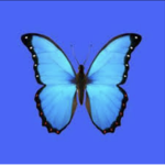 Butterfly Aesthetic Clothings