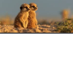 Meerkat is what I said