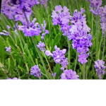 Lavender fairies