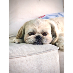 Dog Fangroup!