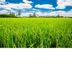 Rice fields