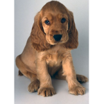 Puppys dogs