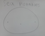 Sea potatoes rule!