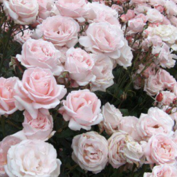 💐💗🤍