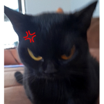 Para a cat pobre