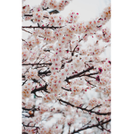 •••Falling Blossoms••