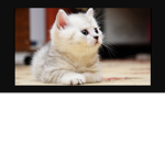 cat protective zone