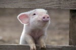 The great piggish army