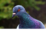 urubu