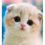 *Fluffy Kittys*