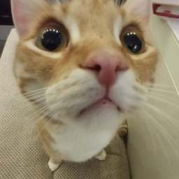 AAAAAHHHHH