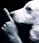 mog dog
