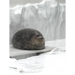 Seals shack