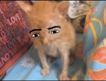 John_cat