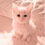Kitty Group Diana